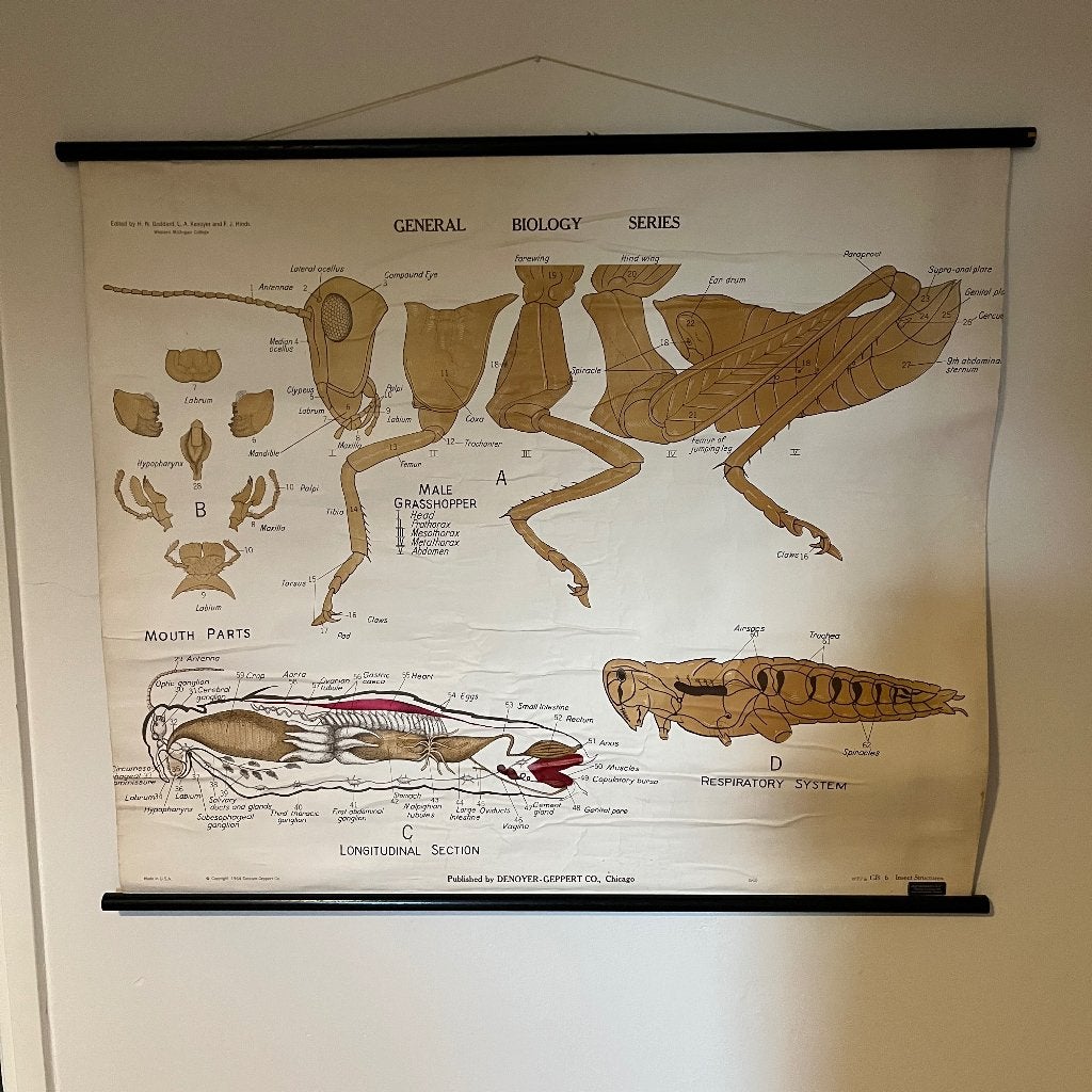Vintage Schoolplaat Sprinkhaan - Biologie Educatie, Ophalen of Verzenden, Natuur en Biologie