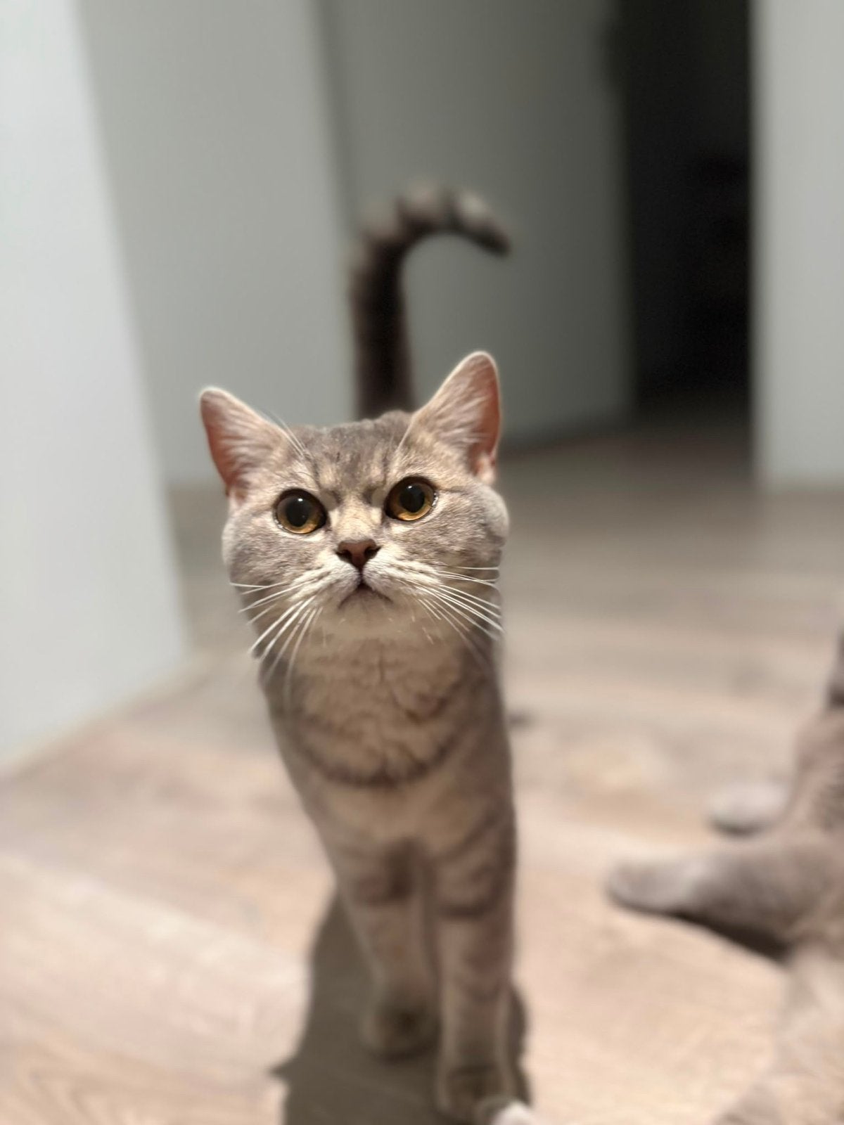 Poes Mia, Poes