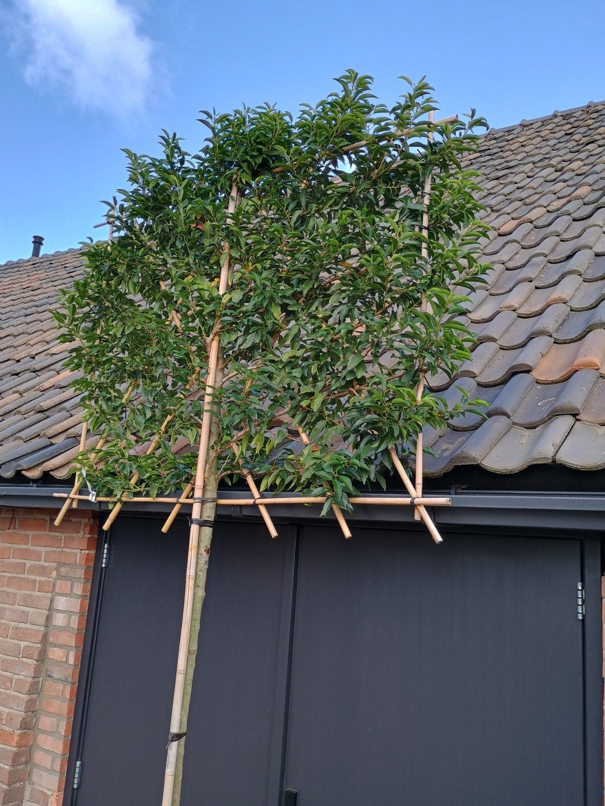 Portugese Laurier Leiboom - Stamhoogte 150 cm, Leiboom, Lente, 100 tot 250 cm, Ophalen