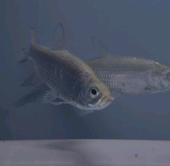 Tarpon megalops atlanticus, Dieren en Toebehoren, Vissen | Aquariumvissen, Vis, Zoetwatervis