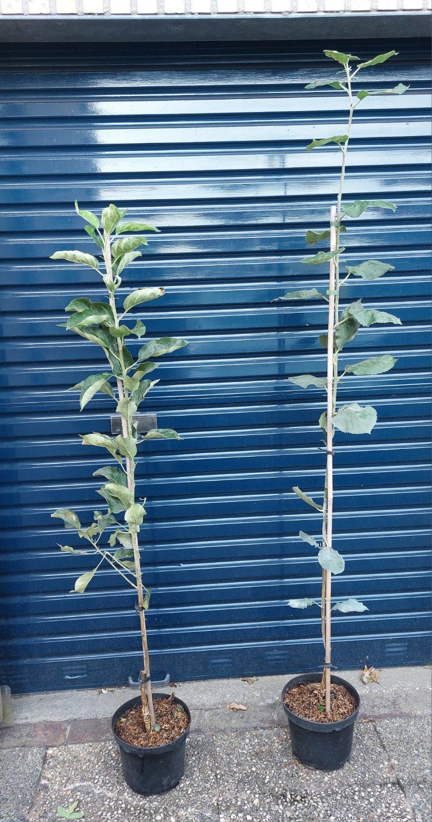 Veredelde Appelbomen: Pinova en Goudrenette (10 stuks), Ophalen, 100 tot 250 cm, Appelboom, Lente