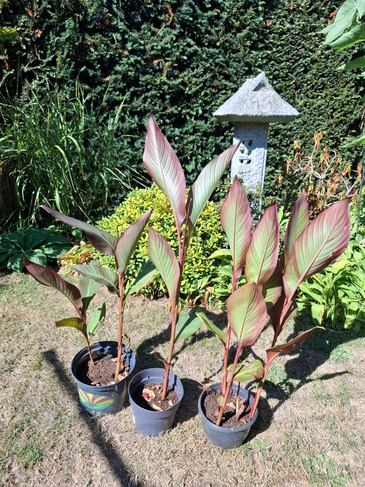 Canna Indonesisch Bloemriet (k), Tuin en Terras, Planten | Tuinplanten, Volle zon, Vaste plant, Zomer, Ophalen