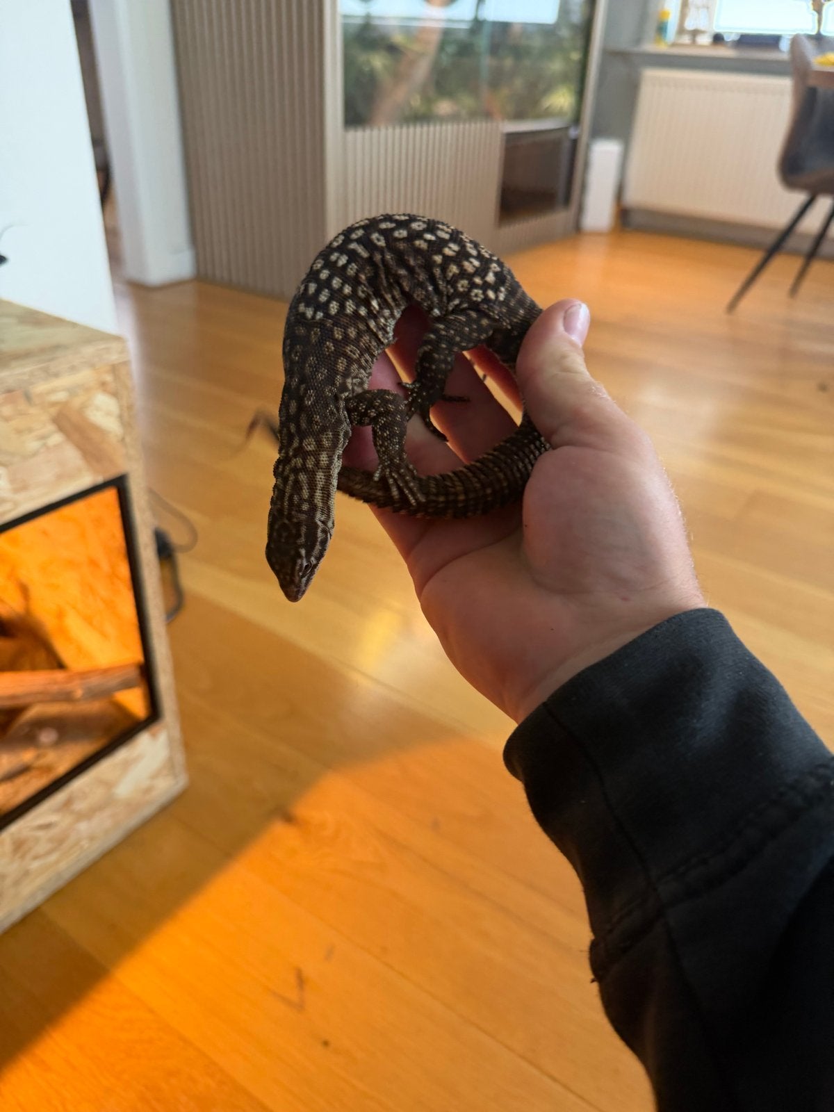 Varanus acanthurus 1.0 jaar oud Monitor Lizard photo 2
