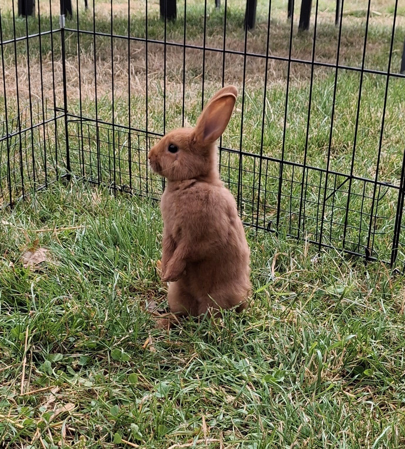 Lieve, jonge thrianta konijnen, Dieren en Toebehoren, Konijnen, Meerdere dieren, Middelgroot, 0 tot 2 jaar