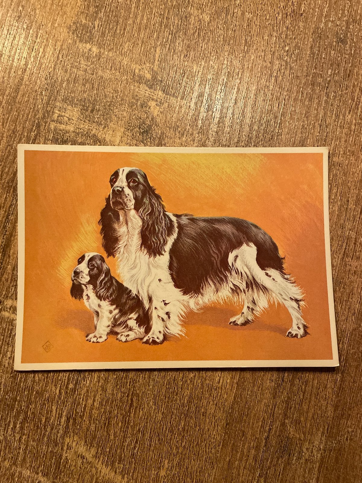Vintage Ansichtkaart Engelse Cocker Spaniël - Moeder & Pup, Ophalen of Verzenden, 1940 tot 1960, Ongelopen, Hond of Kat