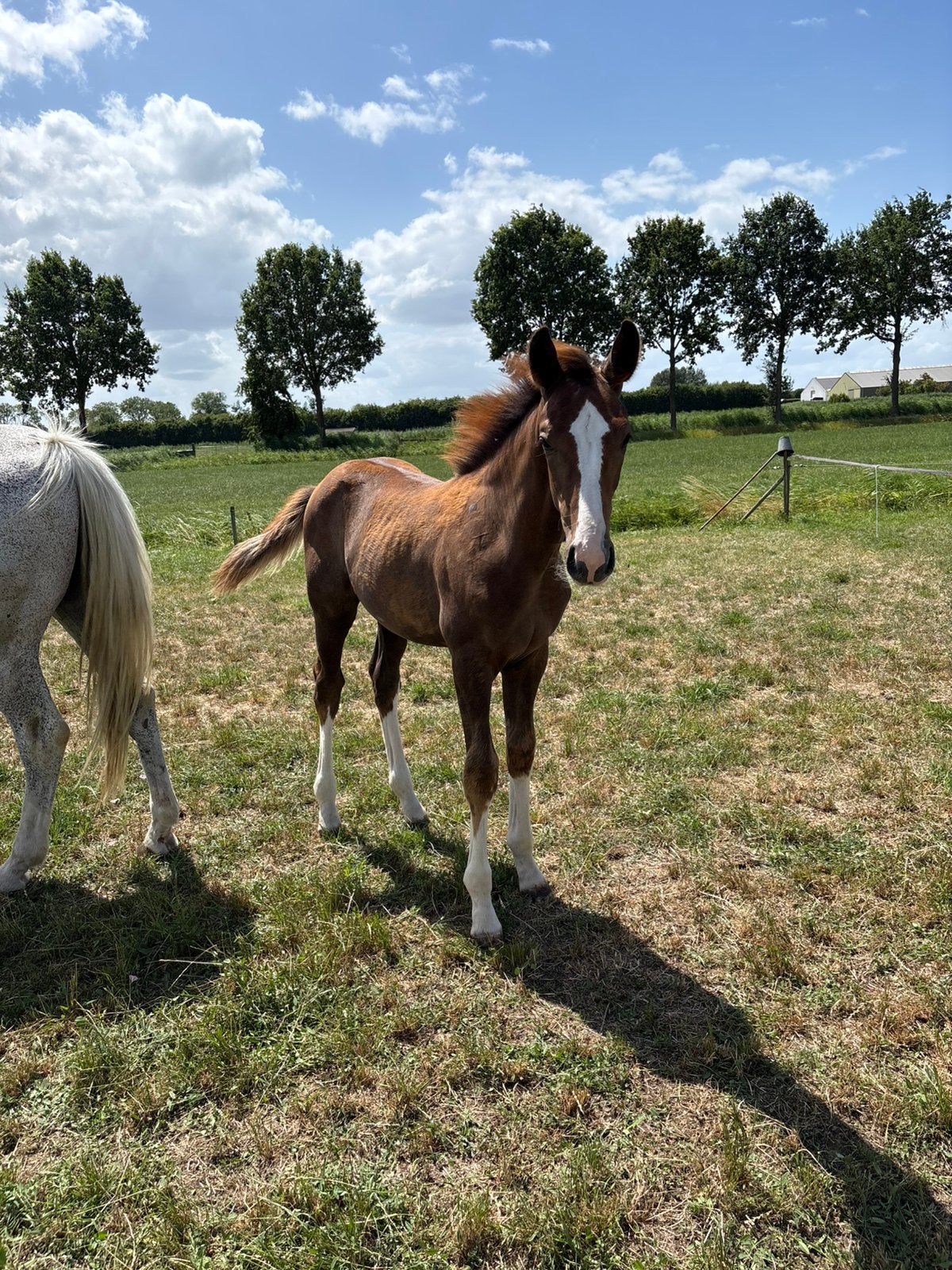 Gezocht: Schuur of stallen voor de winter, 4 paarden of pony's of meer