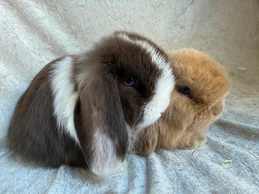 Prachtig mooi koppeltje super lieve Minilop konijntjes, Dieren en Toebehoren, Konijnen, Mannelijk, Klein, Hangoor, 0 tot 2 jaar