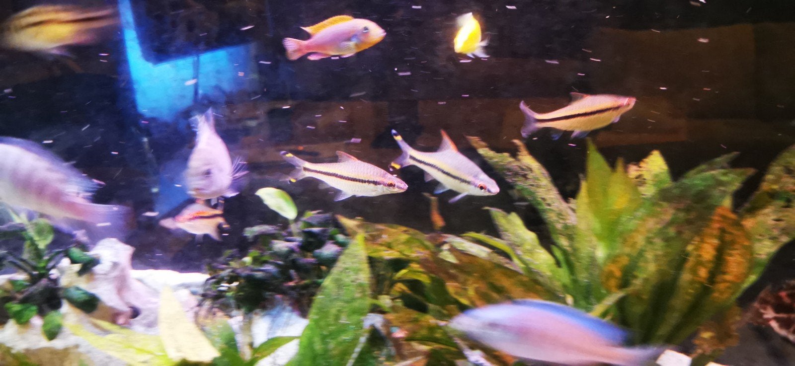 4 volwassen torpedo barbelen (Puntius denisonii), Vis, Zoetwatervis, Schoolvis