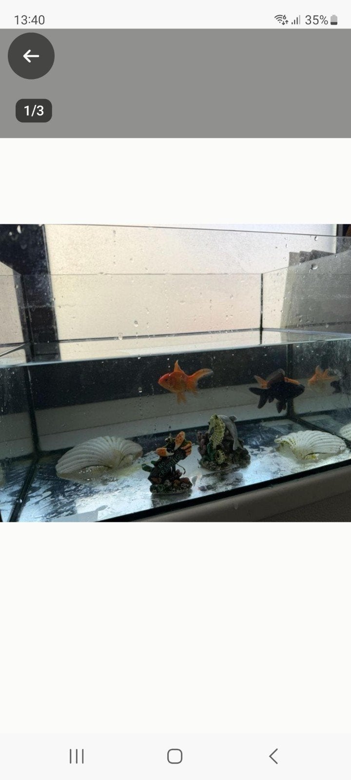 sluierstaart goudvissen met aquarium gezocht, Vis