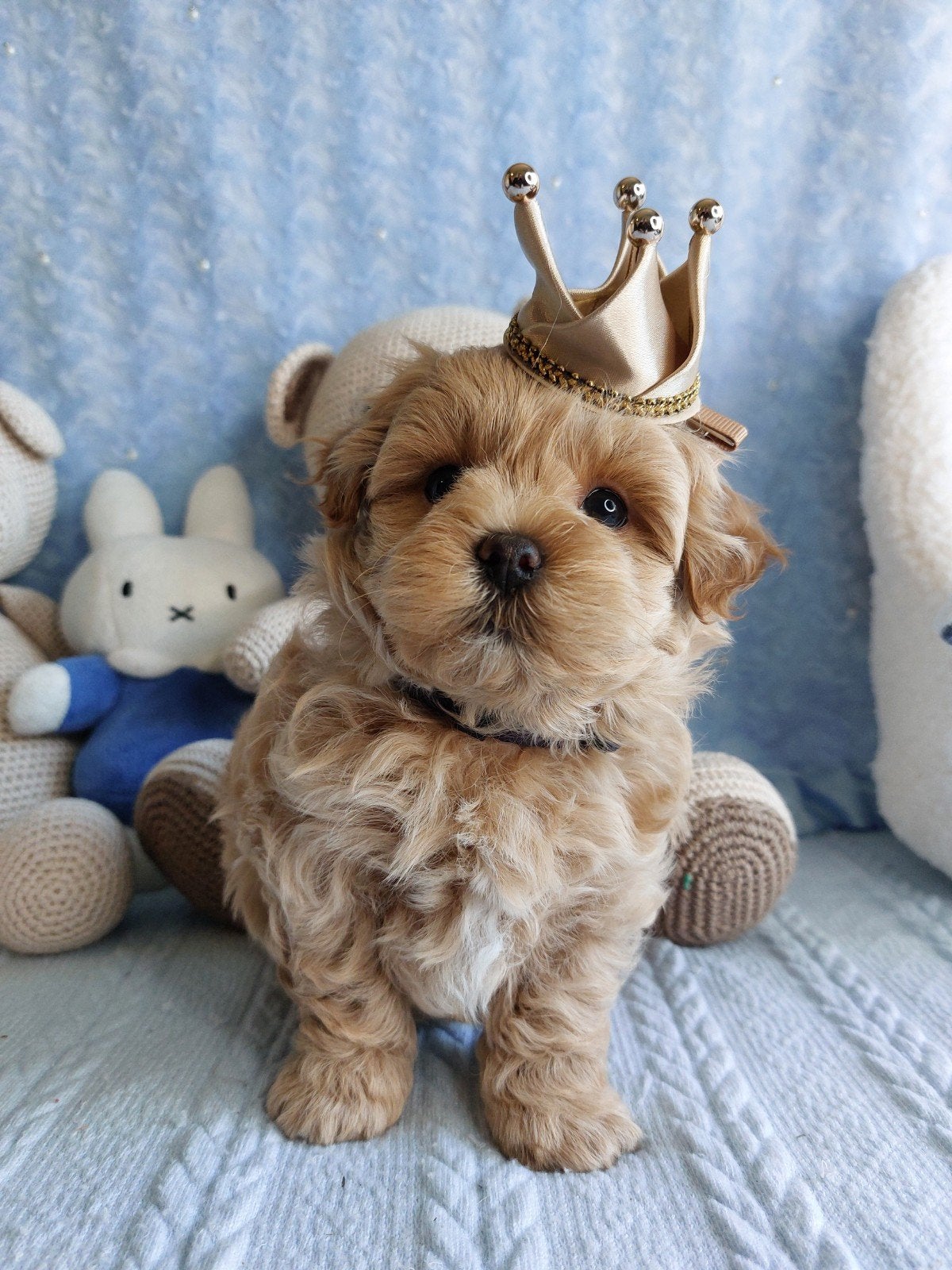 mini maltipoo reutje, Parvo, 8 tot 15 weken, Eén hond, Nederland