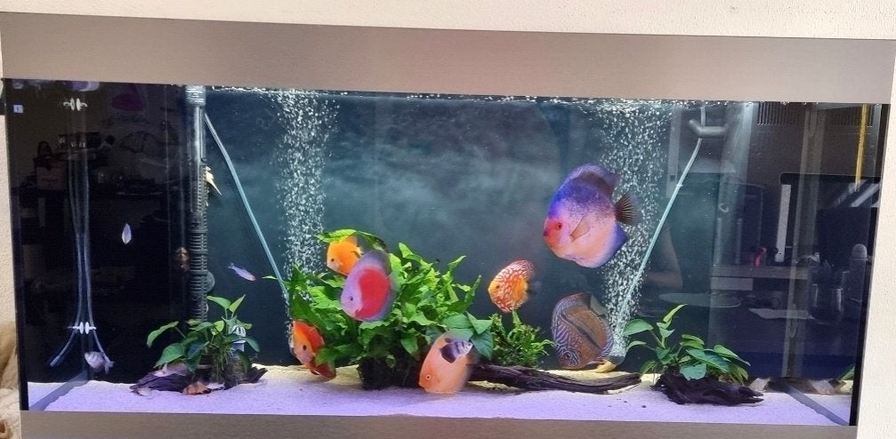 Oase HighLine 300 | Compleet | BioMaster Thermo 600, Dieren en Toebehoren, Vissen | Aquaria en Toebehoren, Oase, Inclusief deksel