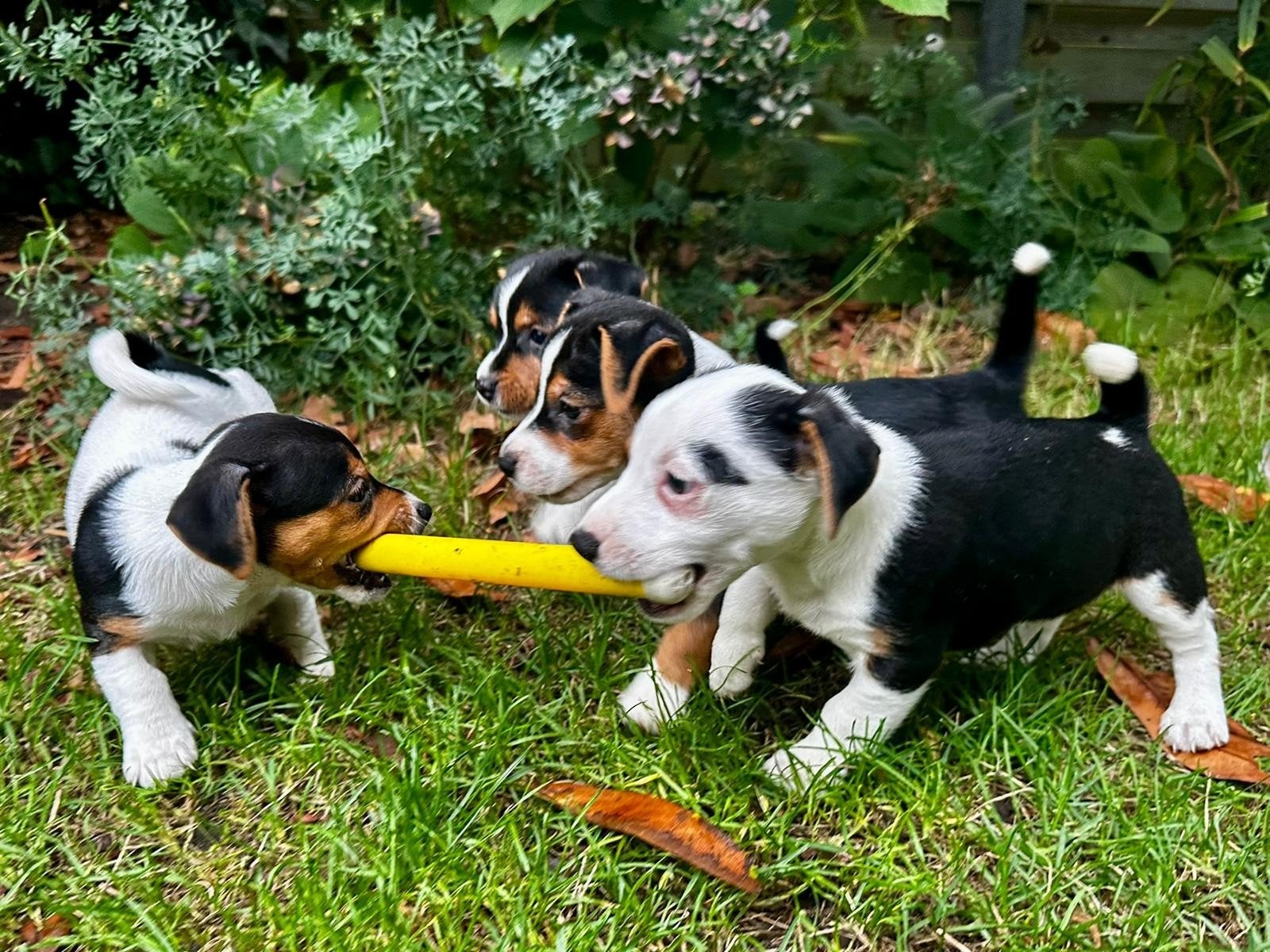 Knappe jack russel pups mogen verhuizen, Dieren en Toebehoren, Honden | Jack Russells en Terriërs, Jack Russell Terriër, Meerdere