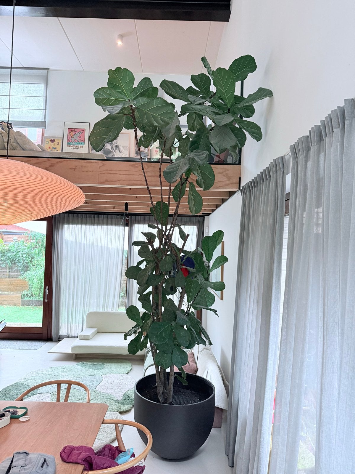 Grote Ficus Lyrata (Tabaksplant) in pot, Huis en Inrichting, Ophalen, Ficus, 200 cm of meer, Halfschaduw