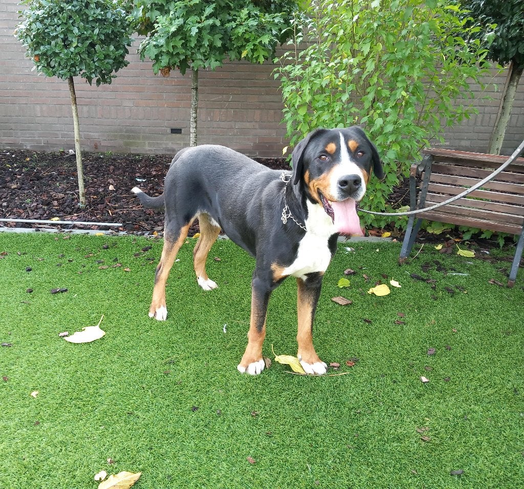 Grote Zwitserse Sennen Hond Dekreu, Reu, Eén hond, CDV (hondenziekte), 3 tot 5 jaar