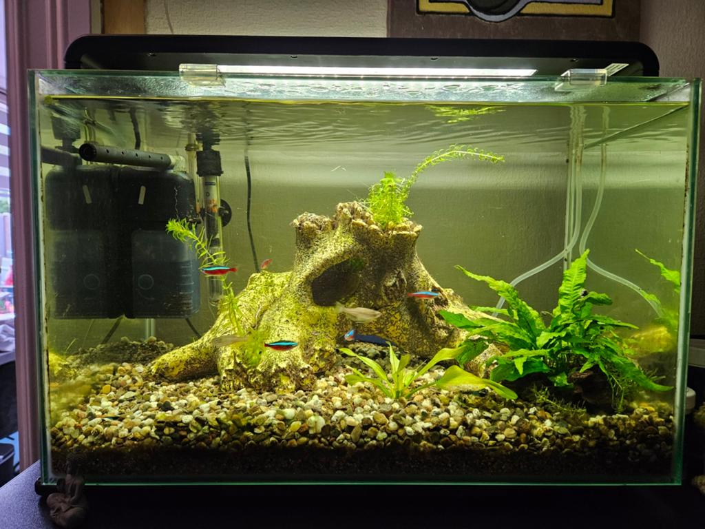 Superfish aquarium 60 liter, Ophalen, Inclusief vissen, Zo goed als nieuw, Superfish