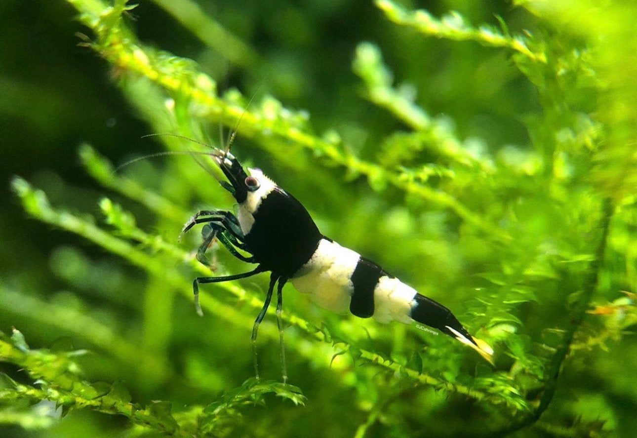 Panda (DSC 3e prijs 2021) | Caridina garnalen - garnaal, Kreeft, Krab of Garnaal