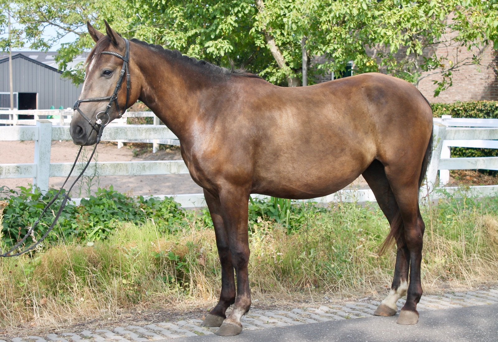 Ayla – Voor wie een écht brave pony zoekt, B, Dressuurpony, 3 tot 6 jaar, D pony (1.37m tot 1.48m)