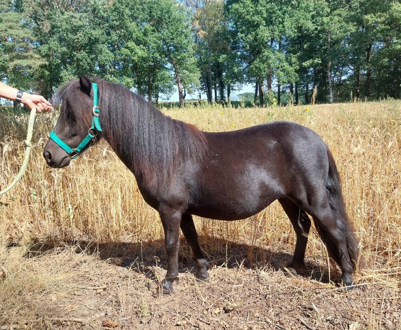 zwarte tweejarige Shetlander merrie, Dieren en Toebehoren, Pony's, Merrie, A pony (tot 1.17m), Gechipt, 0 tot 2 jaar