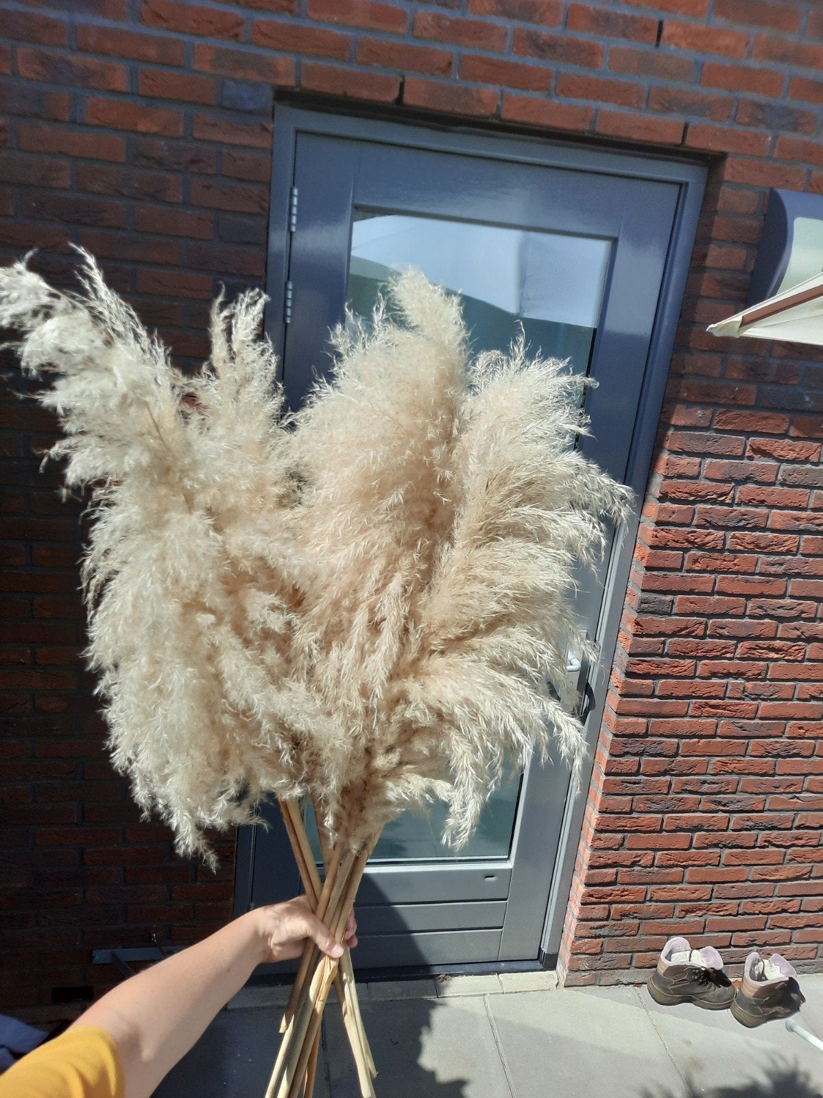 8 XL Pampas pluimen - Decoratieve gedroogde bloemen, Ophalen, Beige, Boho, Nieuw