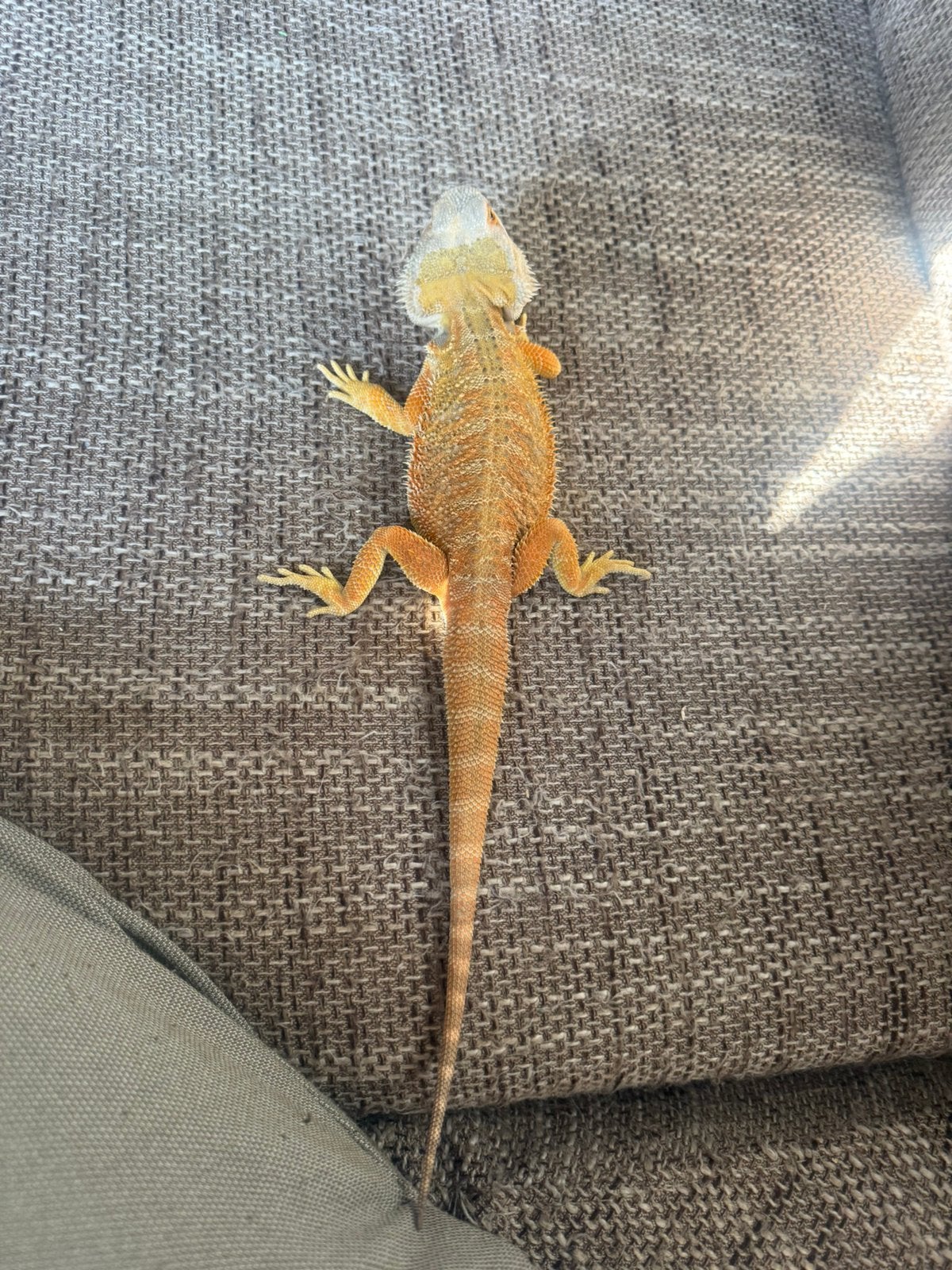 2 baardagaamme te ruil Bearded Dragon photo 4