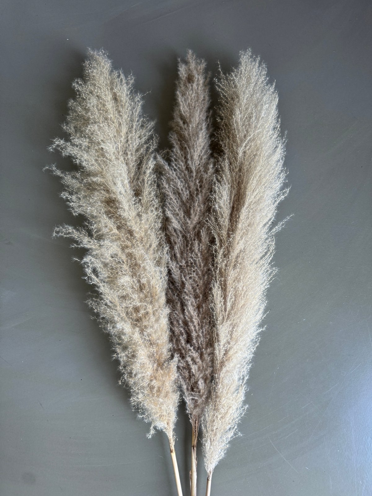 Gedroogde pluimen 3 stuks 120 cm, Huis en Inrichting, Woonaccessoires | Droogbloemen, Ophalen, Nieuw