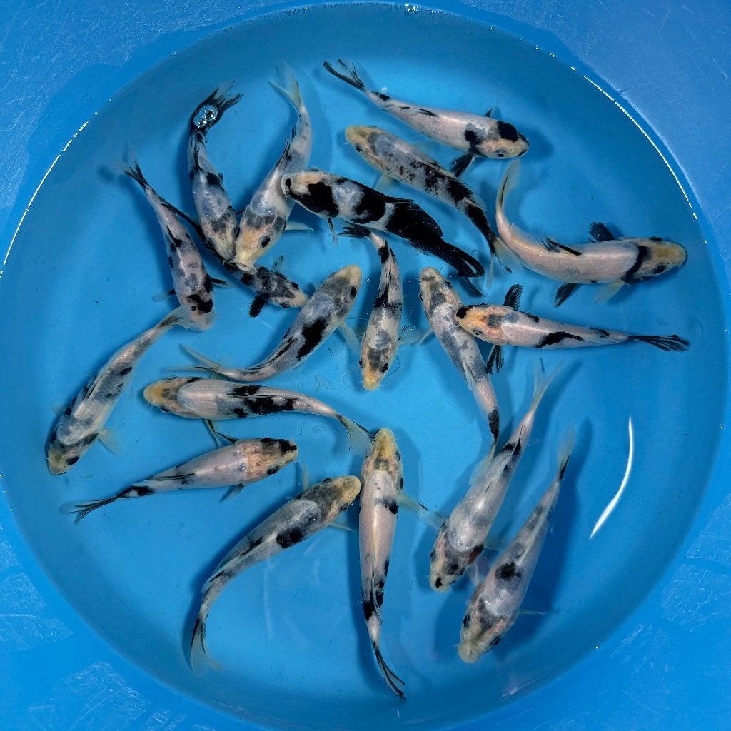Yagenji Shiro Utsuri Tosai | 12–15 cm, Karper of Koi