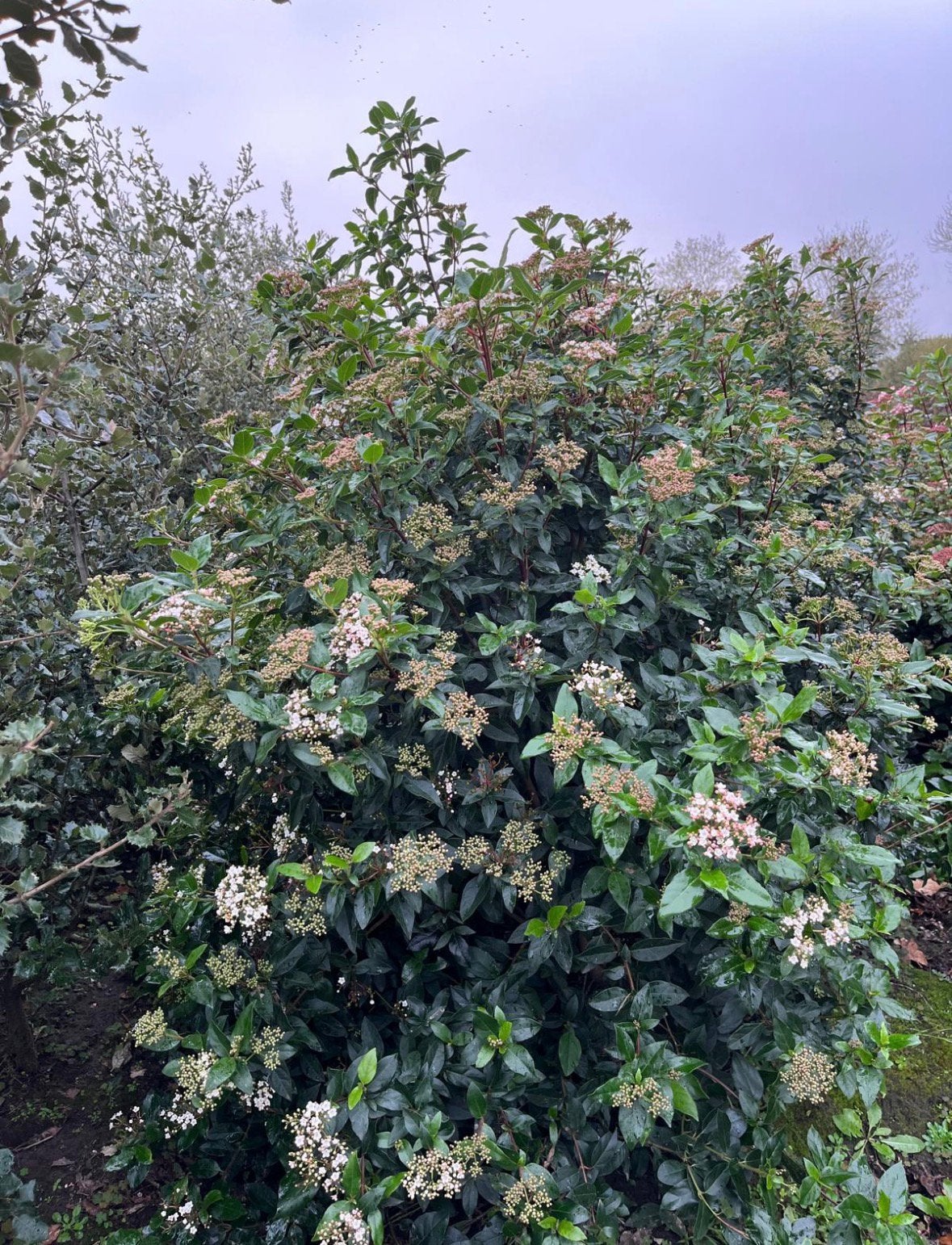 Sneeuwbal Viburnum tinus in verschillende soorten, Ophalen of Verzenden, Overige soorten, Minder dan 100 cm