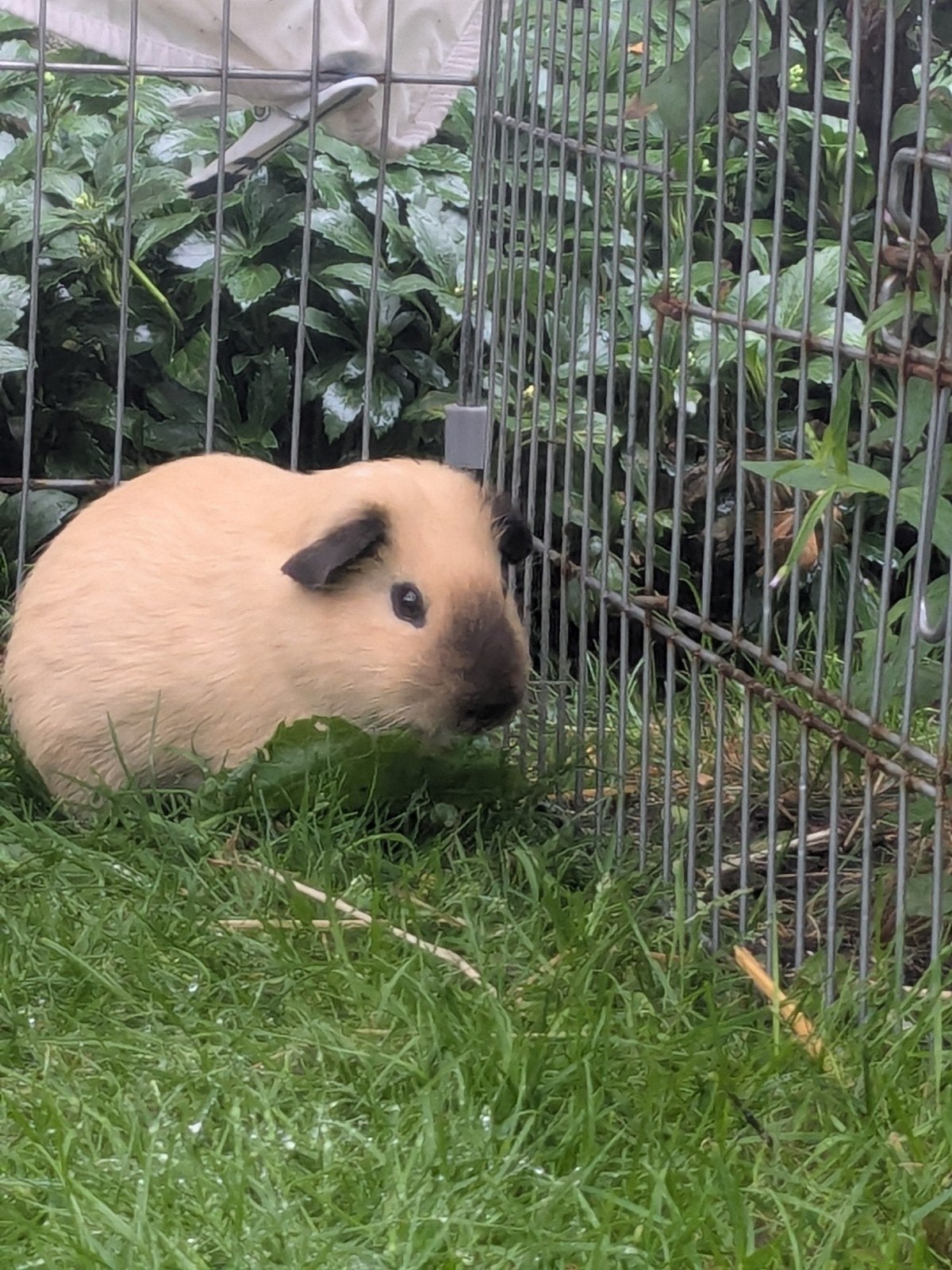 Cavia Beer crème California, zwarte aftekening. 5 maand, Maart, Mannelijk, Cavia