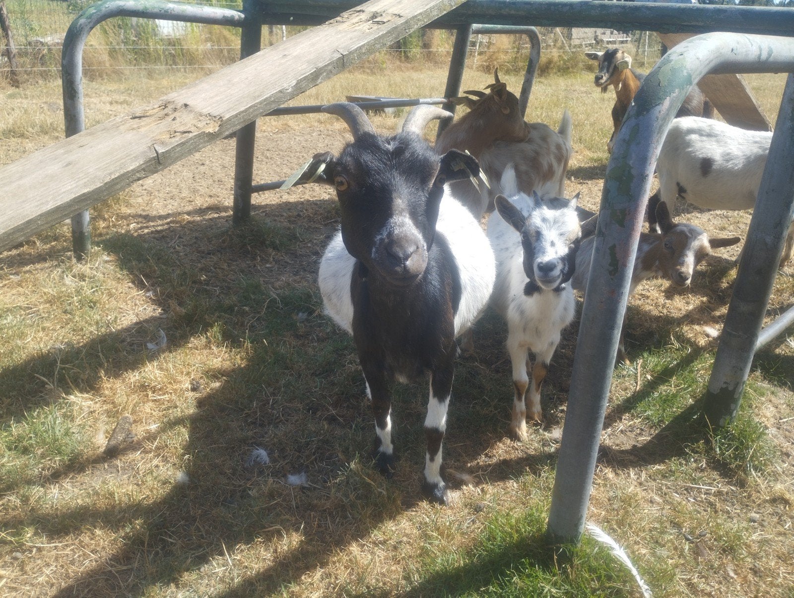 dwerg geiten te koop 4 geiten en 1 bokje, Meerdere dieren, Geit