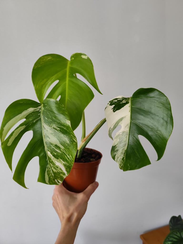 Monstera Variegata, Huis en Inrichting, Kamerplanten, Ophalen, Halfschaduw, Minder dan 100 cm