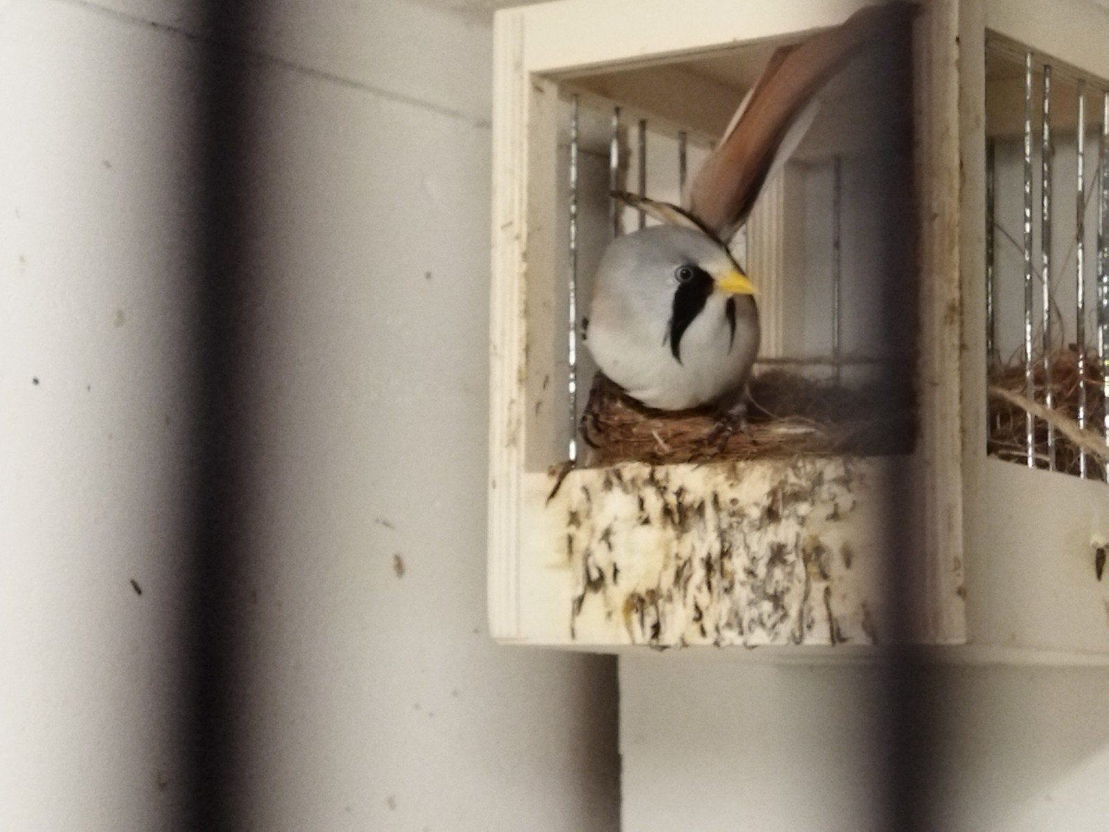 baardman koppel, Meerdere dieren, Wildzangvogel, Geringd