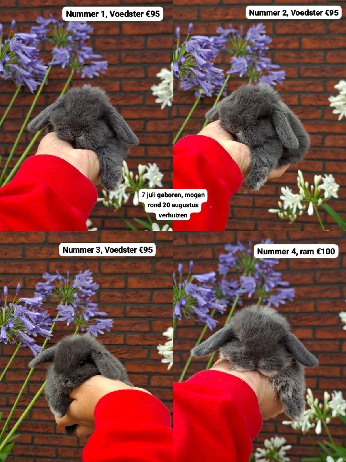 Raszuivere NHD konijnen, Dieren en Toebehoren, Konijnen, Meerdere dieren, Dwerg, Hangoor