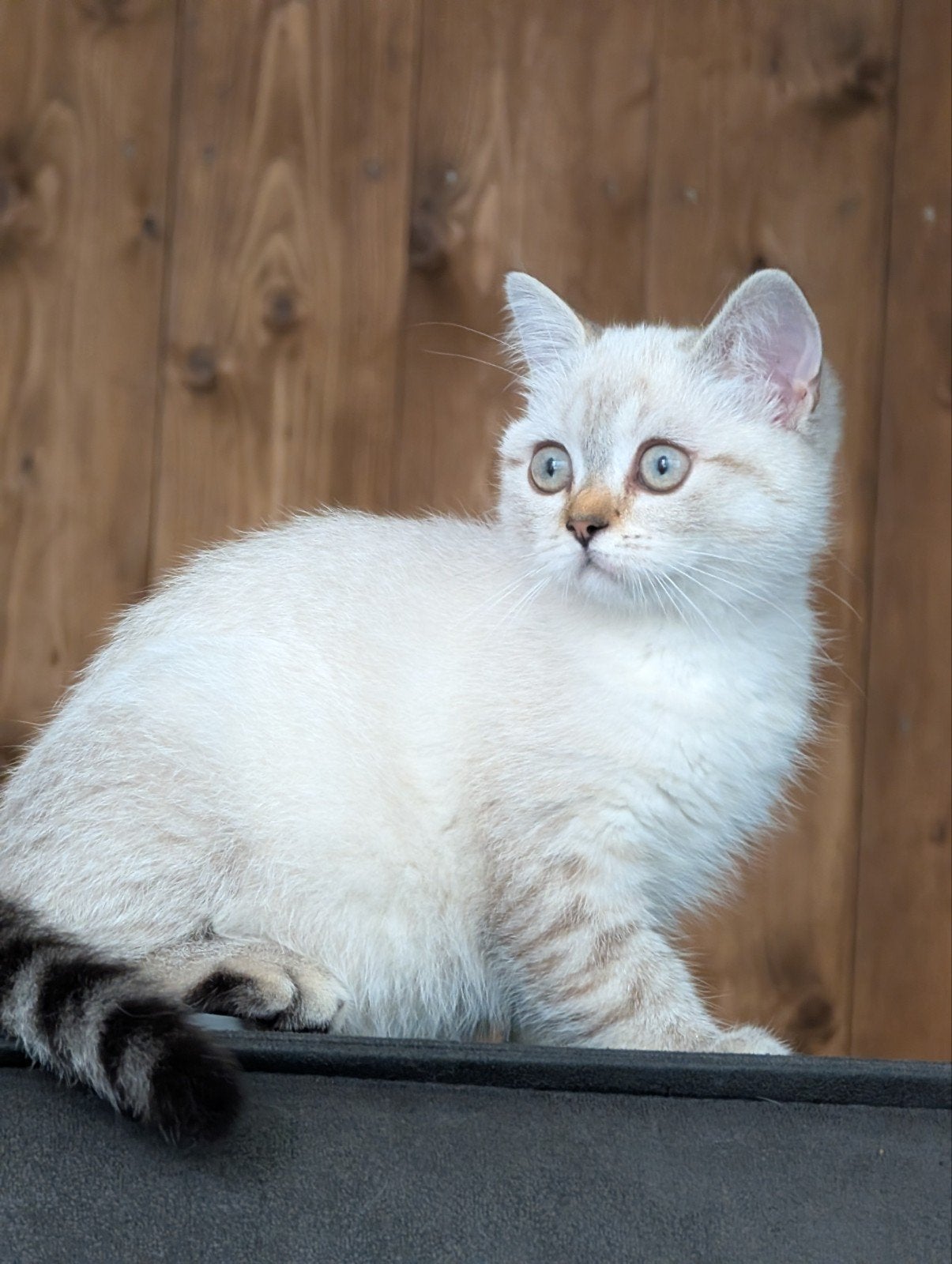 Brits korthaar kitten prachtige poesje Lynx point, Poes, Ontwormd, 0 tot 2 jaar