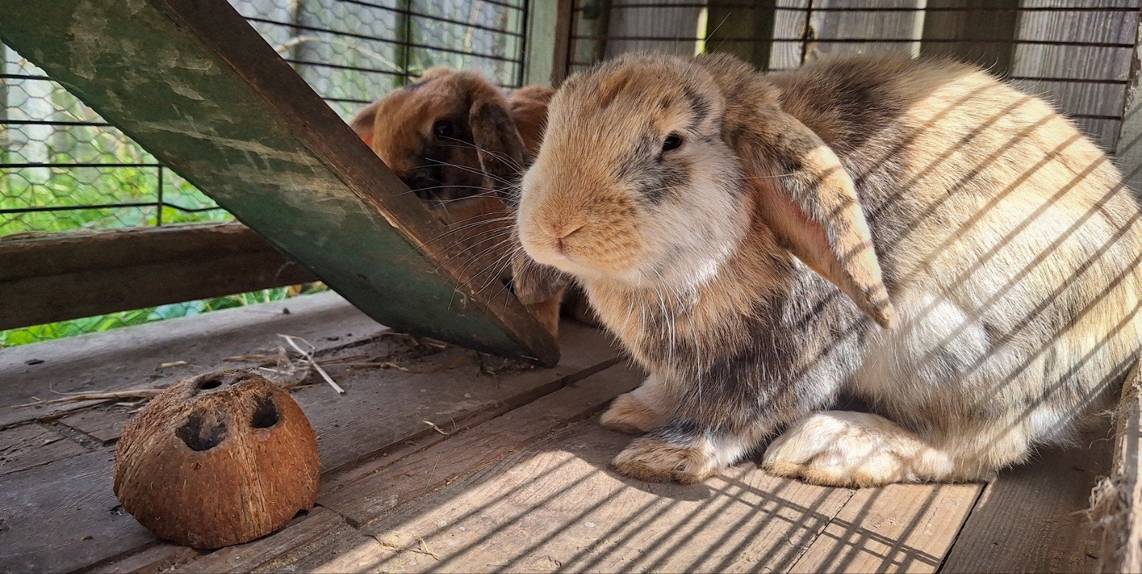 Twee konijnen met accessoires, Dieren en Toebehoren