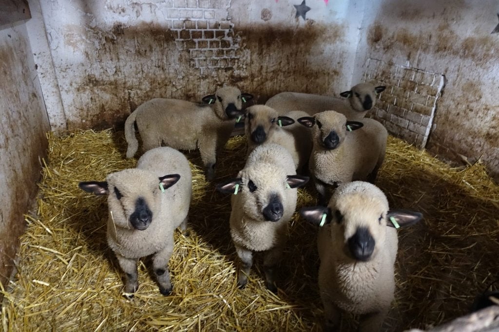 Schapenwol spinnen, Ophalen, Spinwol