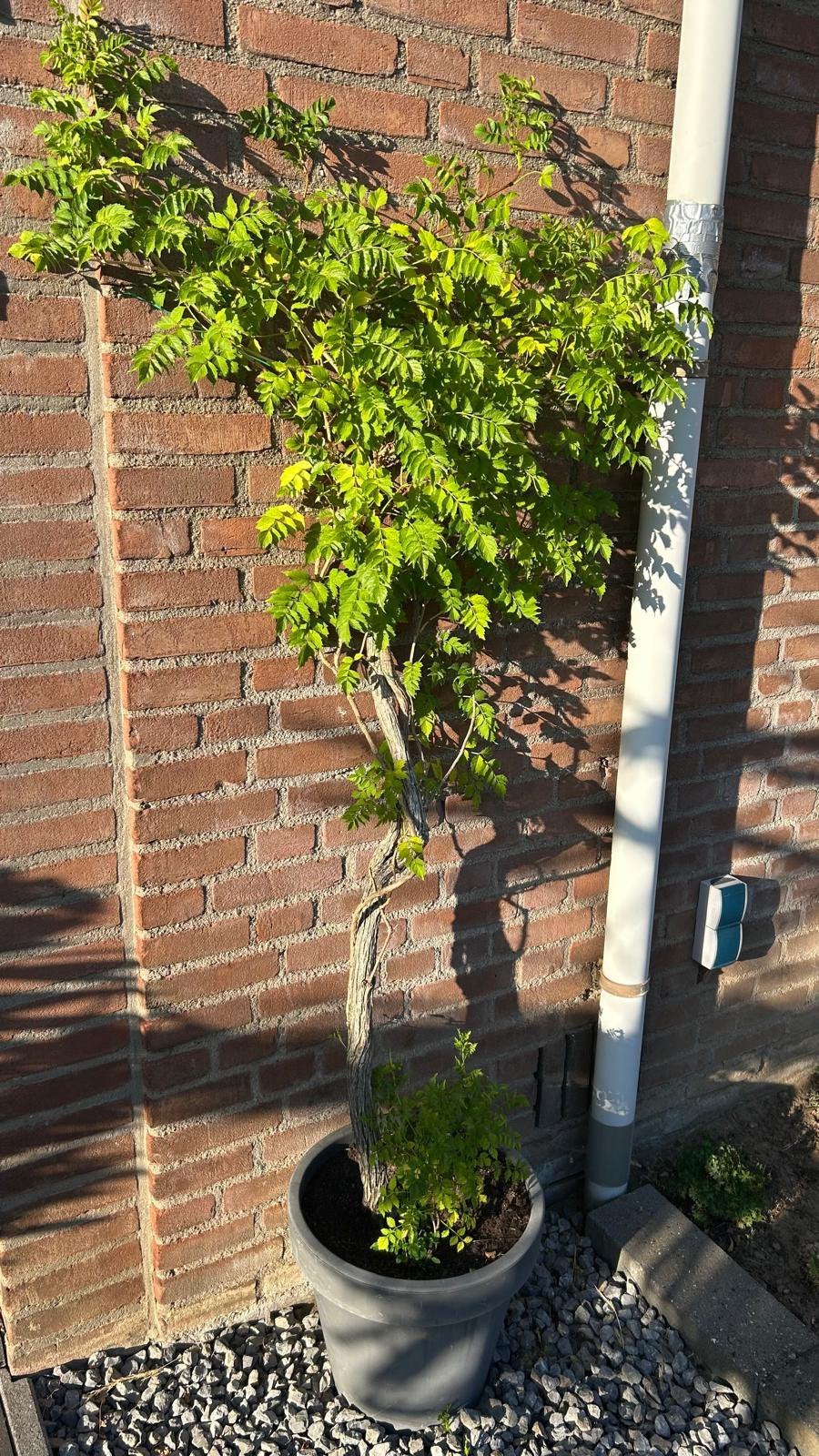 Trompetbloem, Tuin en Terras, Planten | Tuinplanten, Ophalen, Overige soorten, Volle zon