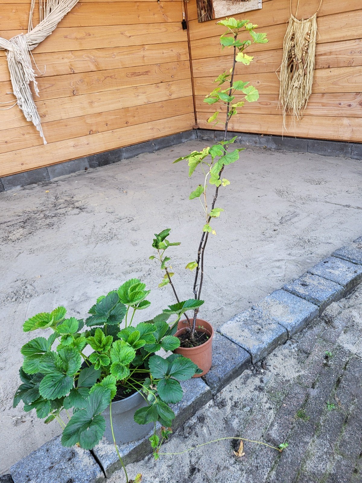 aardbeiplant en een rode aalbes, Ophalen