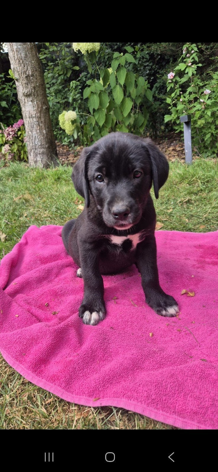 super lieve sociale puppies, Dieren en Toebehoren, Honden | Niet-rashonden, 8 tot 15 weken, Parvo, Meerdere, Meerdere dieren