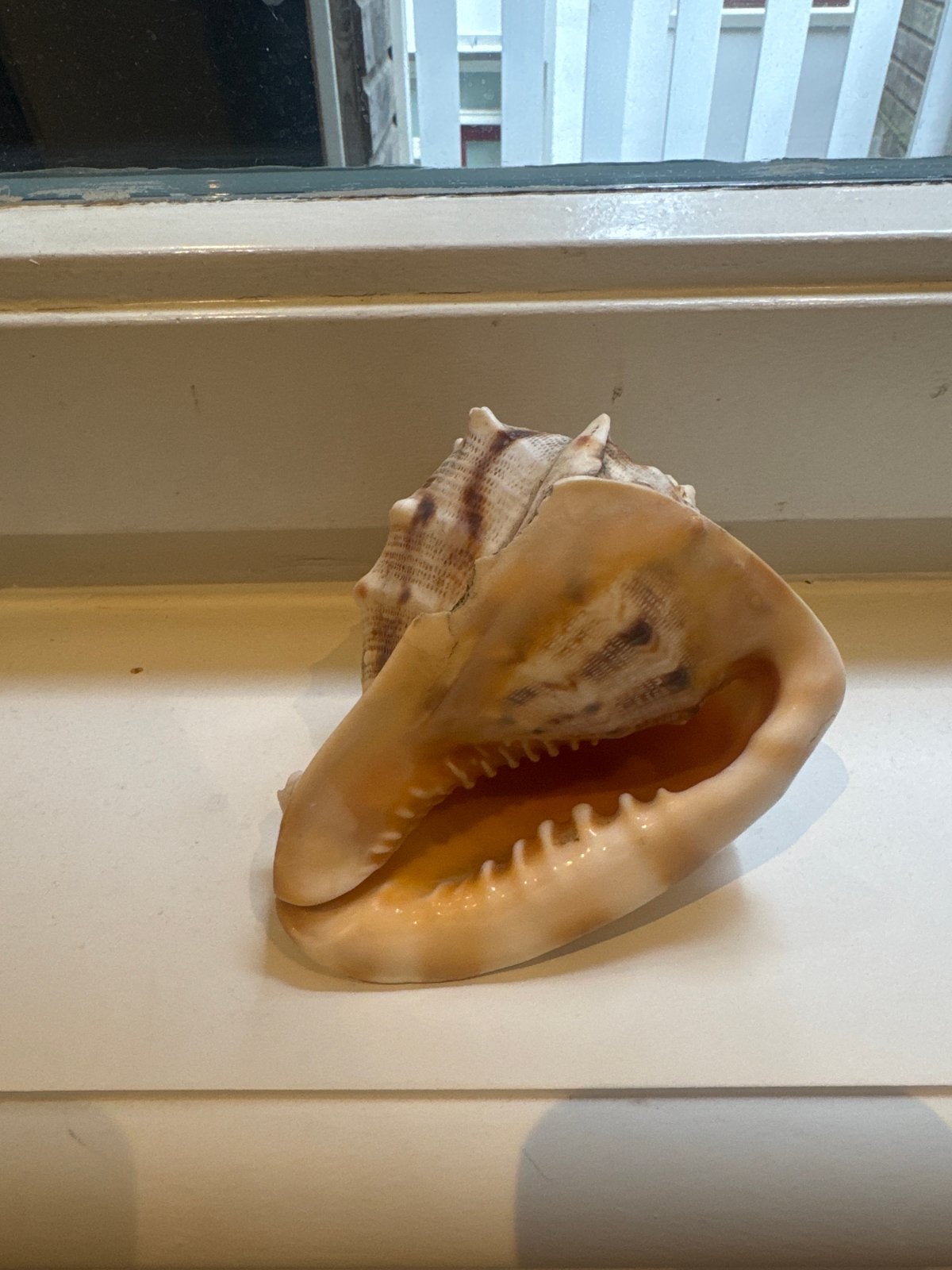 Shell - 15cm - real - Schelp, Ophalen