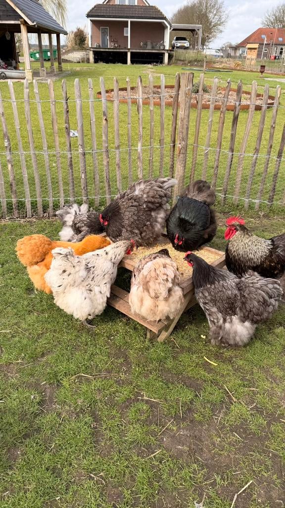 Orpington broedeieren, Groot ras, Dieren en Toebehoren, Pluimvee, Kip, Geslacht onbekend