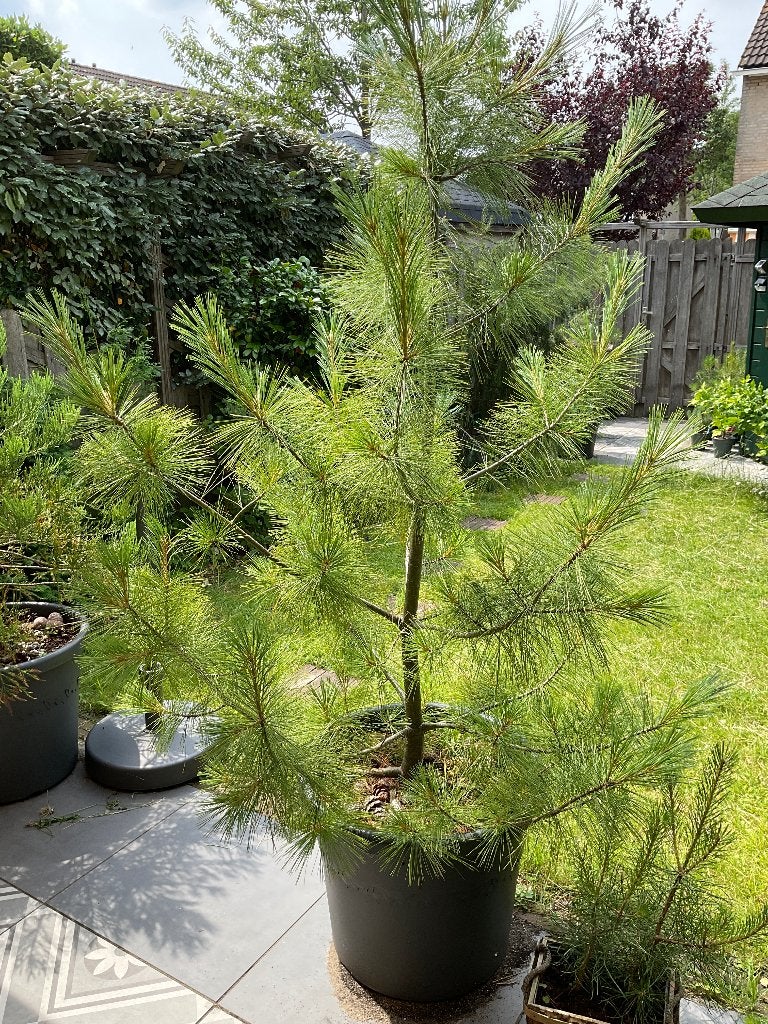 Pinus Wallichiana, denneboom, Bloeit niet, Overige soorten, 100 tot 250 cm, Ophalen