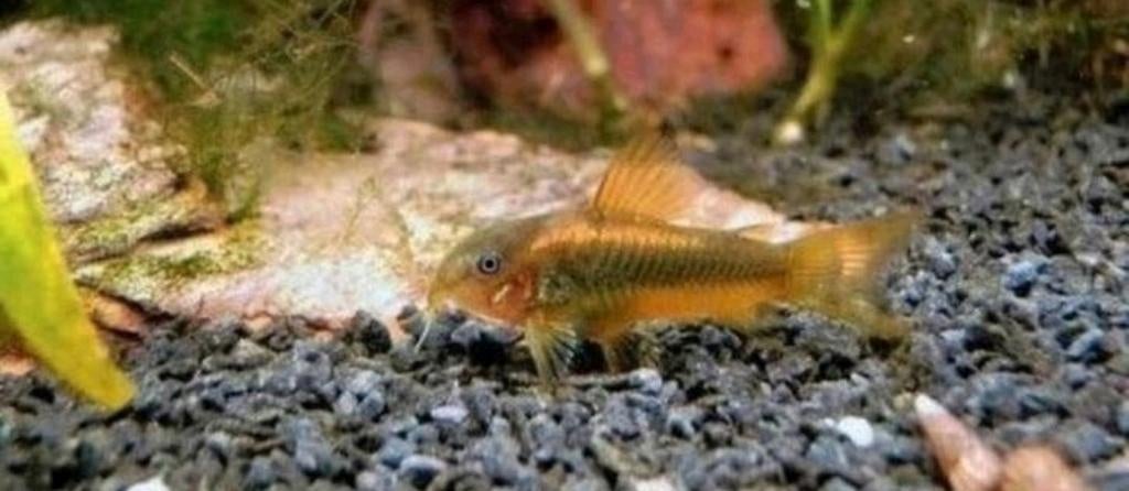 Corydoras goldstripe 3.5/4 cm €5.95 per stuk 5=€27.50 10=€50, Dieren en Toebehoren, Vissen | Aquariumvissen, Vis, Zoetwatervis