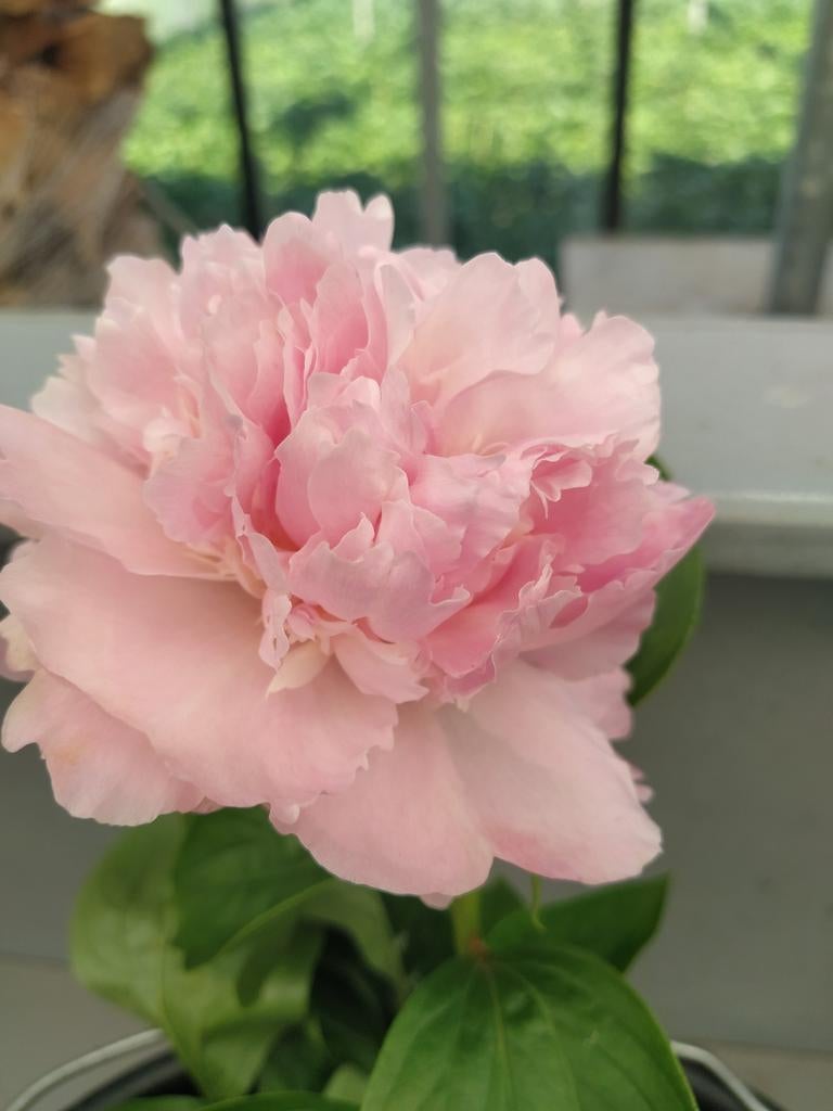 Prachtige Roze Pioenroos - Vaste Plant voor uw Tuin, Tuin en Terras, Planten | Tuinplanten, Ophalen, Overige soorten, Volle zon