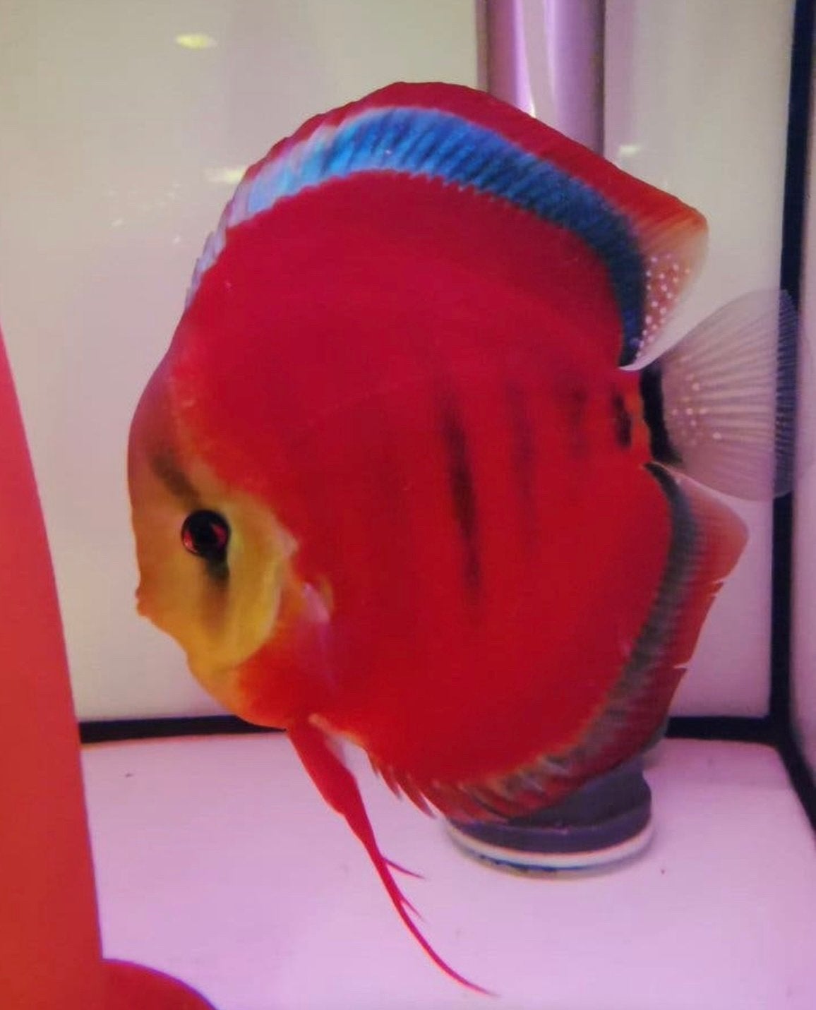 Jonge Weissflog discus vissen 6-12cm, Vis, Zoetwatervis, Schoolvis