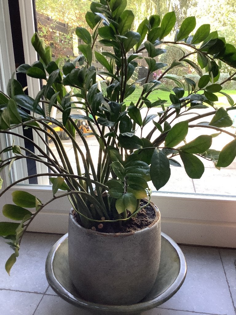 Kamerplanten met pot, Ophalen, Overige soorten, In pot, Minder dan 100 cm