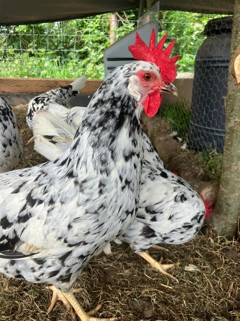 Bonte leghorn Broedeieren, Geslacht onbekend, Kip
