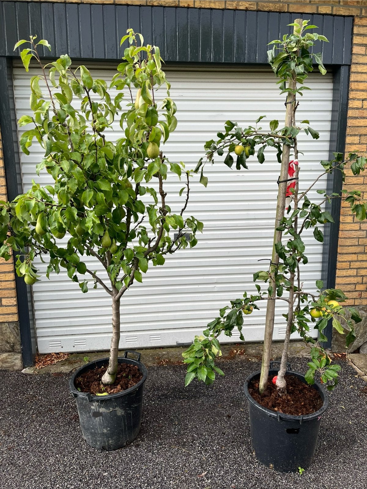 Peren en appel bomen fruitbomen, Tuin en Terras, Planten | Bomen, Overige soorten, Lente, Ophalen, Volle zon