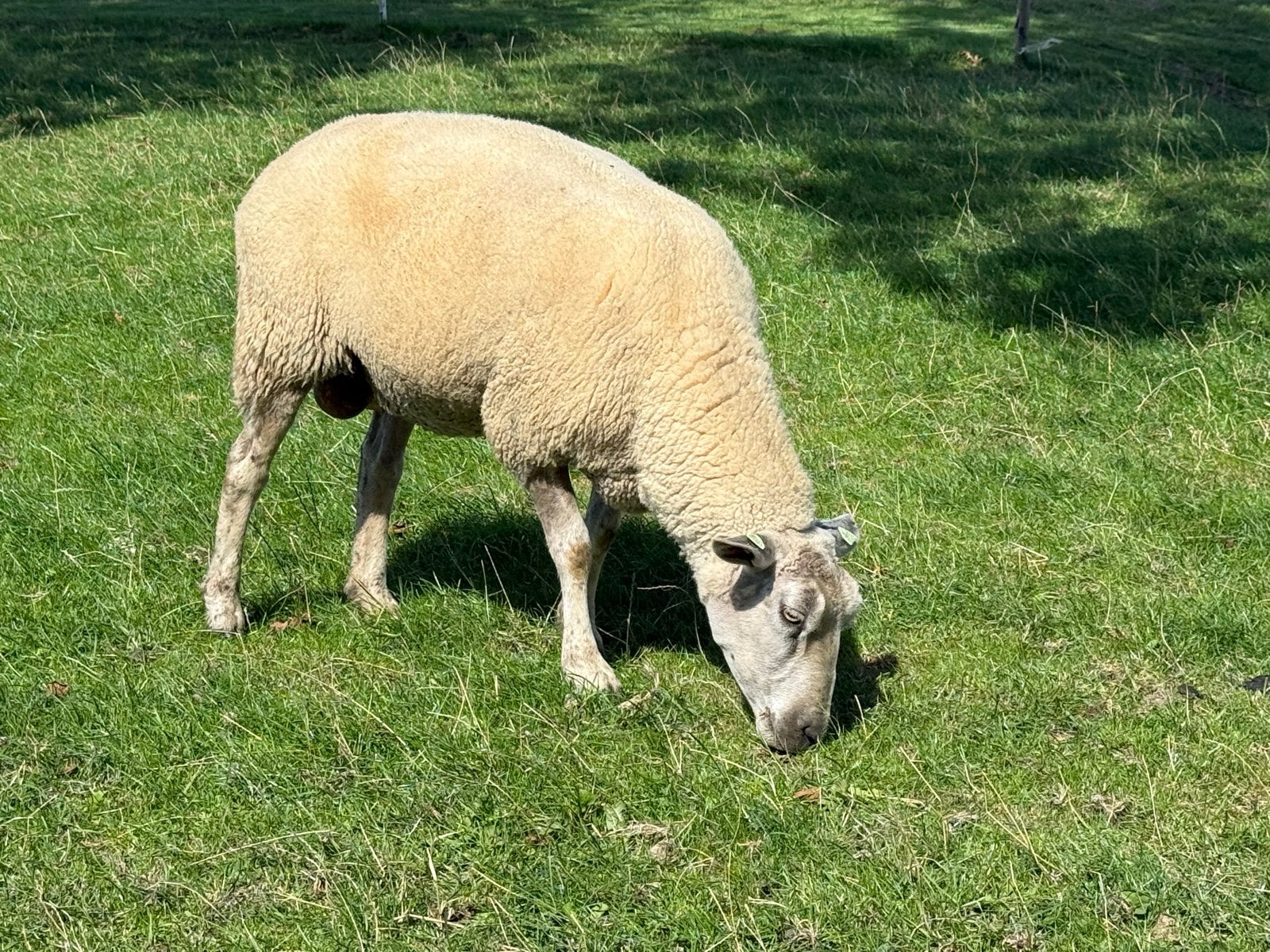 Twee mooie ooien te koop, Vrouwelijk, Schaap, 3 tot 5 jaar
