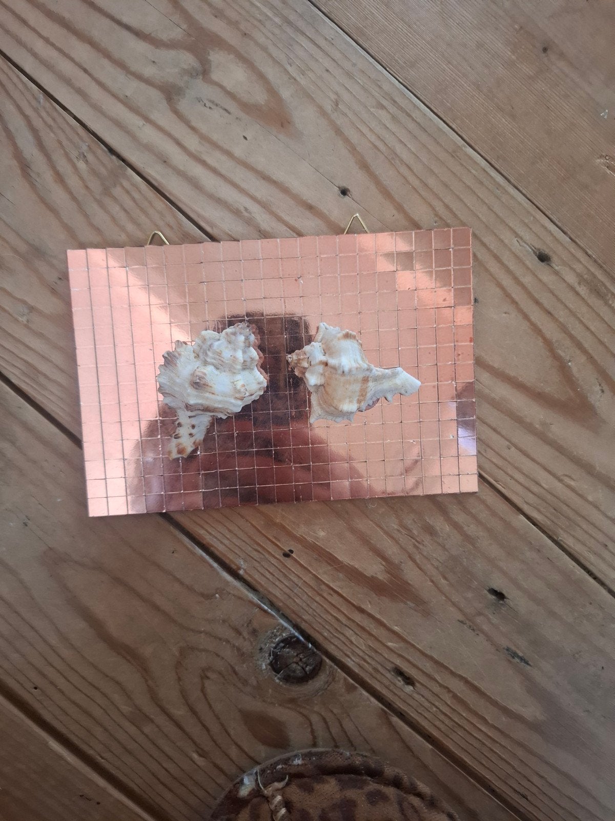 Zeeègels op glazen lijstje, Verzamelen, Ophalen of Verzenden, Beeldje of Figuurtje