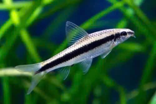 Crossocheilus Oblungus - Siamese Algeneter, Dieren en Toebehoren, Vissen | Aquariumvissen, Vis, Zoetwatervis